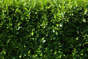 Griselinia hedge