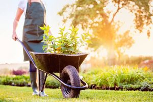 Gardener with seedlings in wheelbarrow