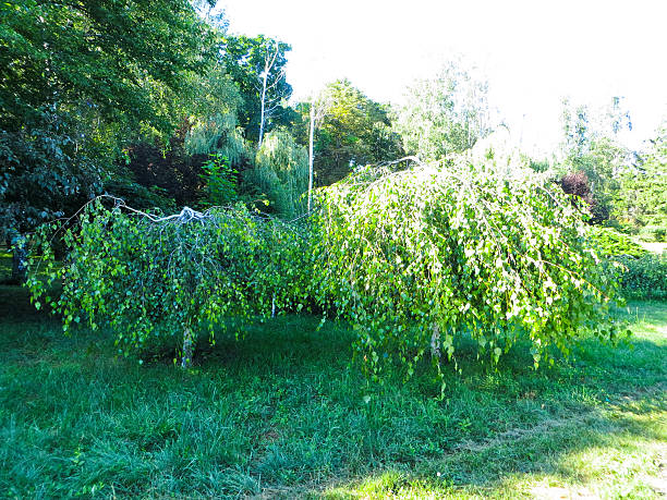 Weeping White Mulberry in park 