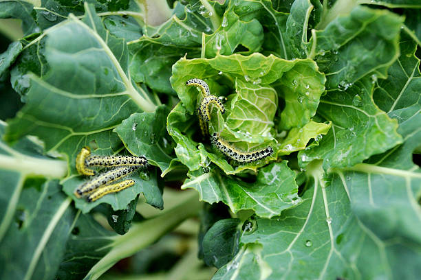 large group of cabbage white caterpillars on a vegetable