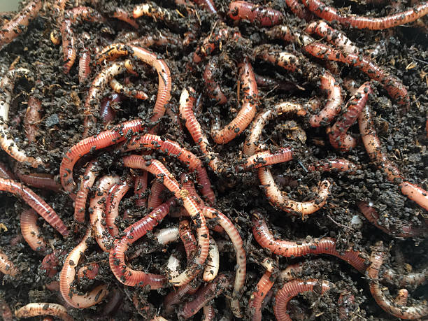 Earthworm casting on soil