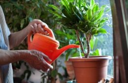 Watering plants after propagating it