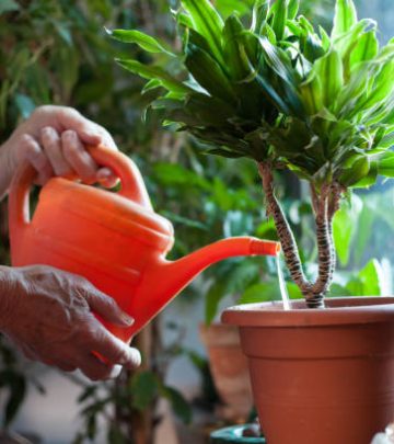 Watering plants after propagating it