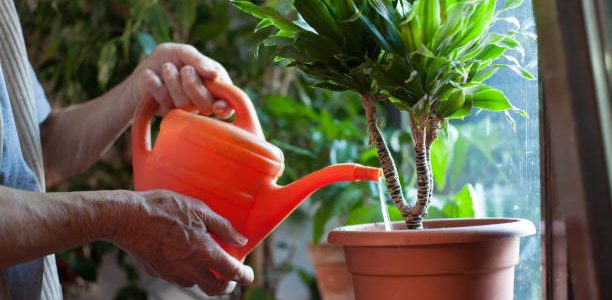 Watering plants after propagating it