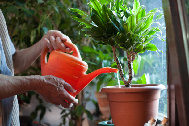 Watering plants after propagating it