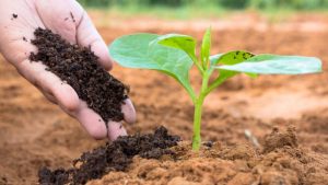 Close up Farmer hand giving plant organic manure fertilizer to plant