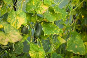 A Cucumber plant affected by disease