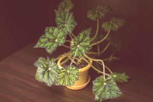 Green leaves of plant begonia rex in a pot