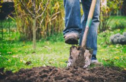 Gardener digging in a garden with a spade.