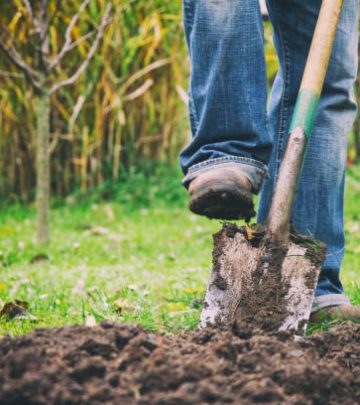 Gardener digging in a garden with a spade.