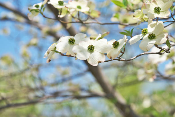 A flowering dogwood