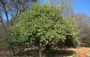 KIGGELARIA AFRICANA (WILD PEACH)