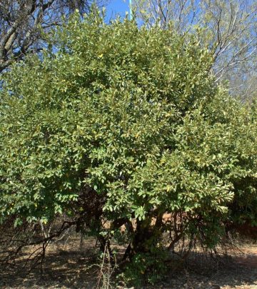 KIGGELARIA AFRICANA (WILD PEACH)