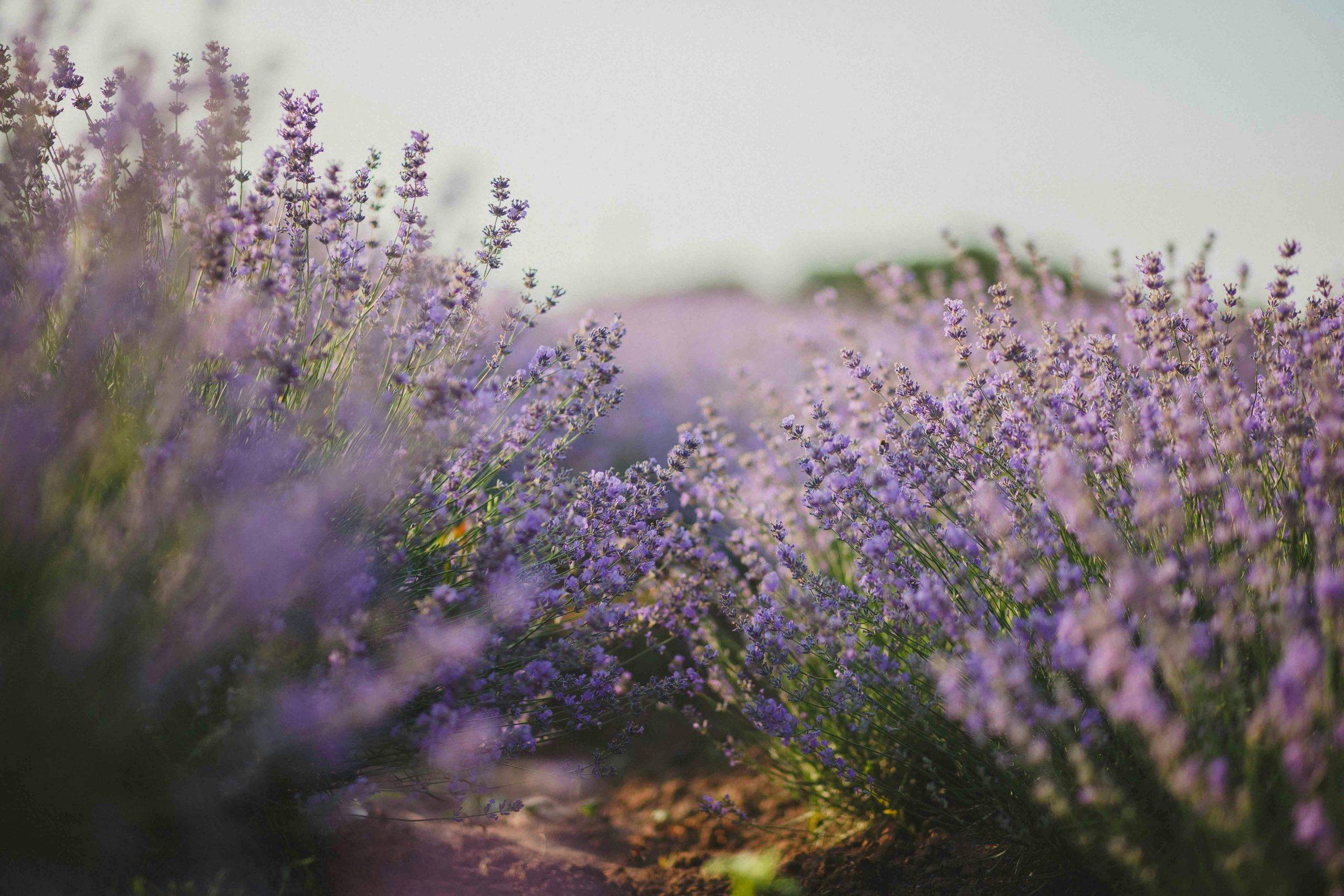 lavender