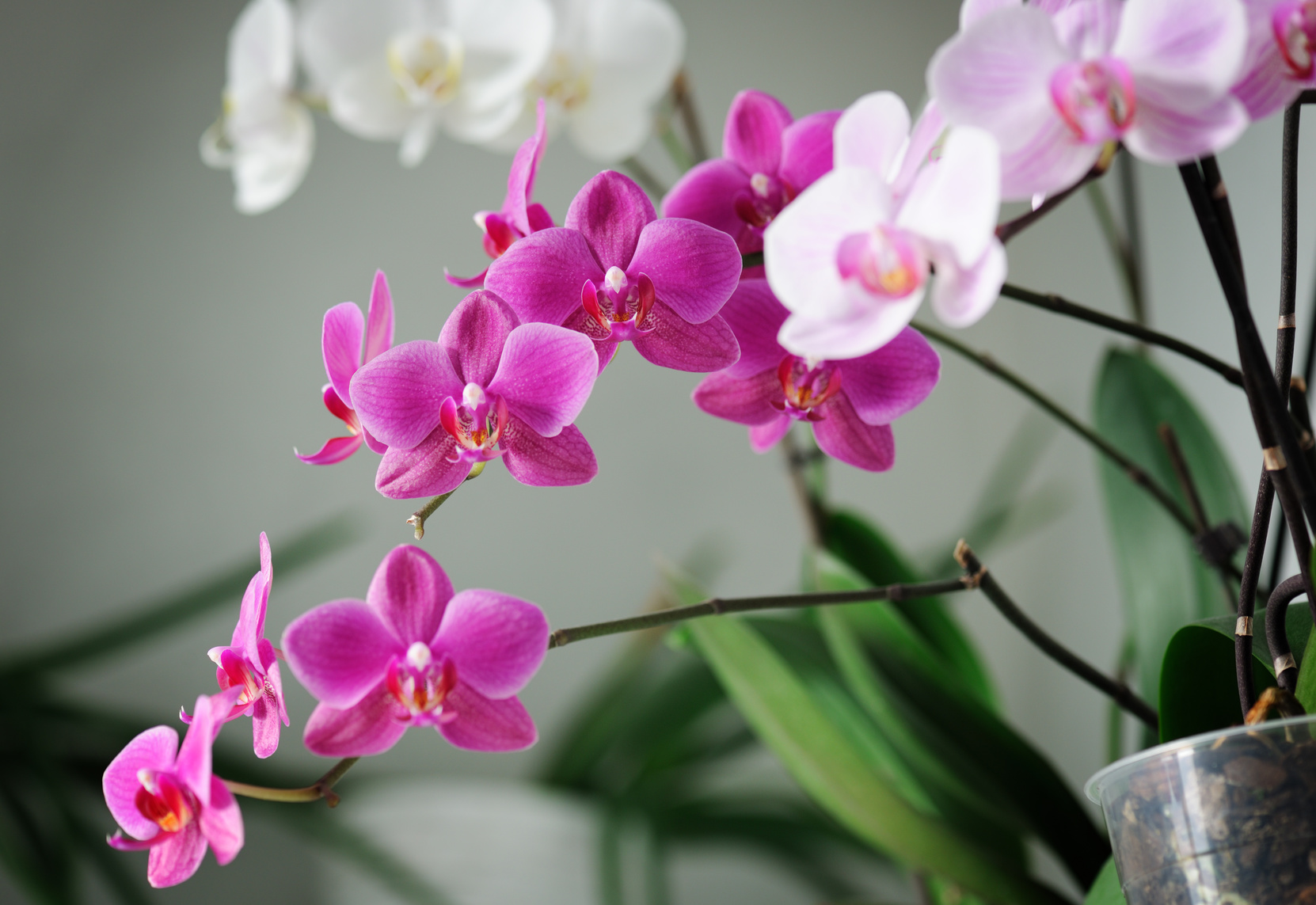 How to repot an orchid