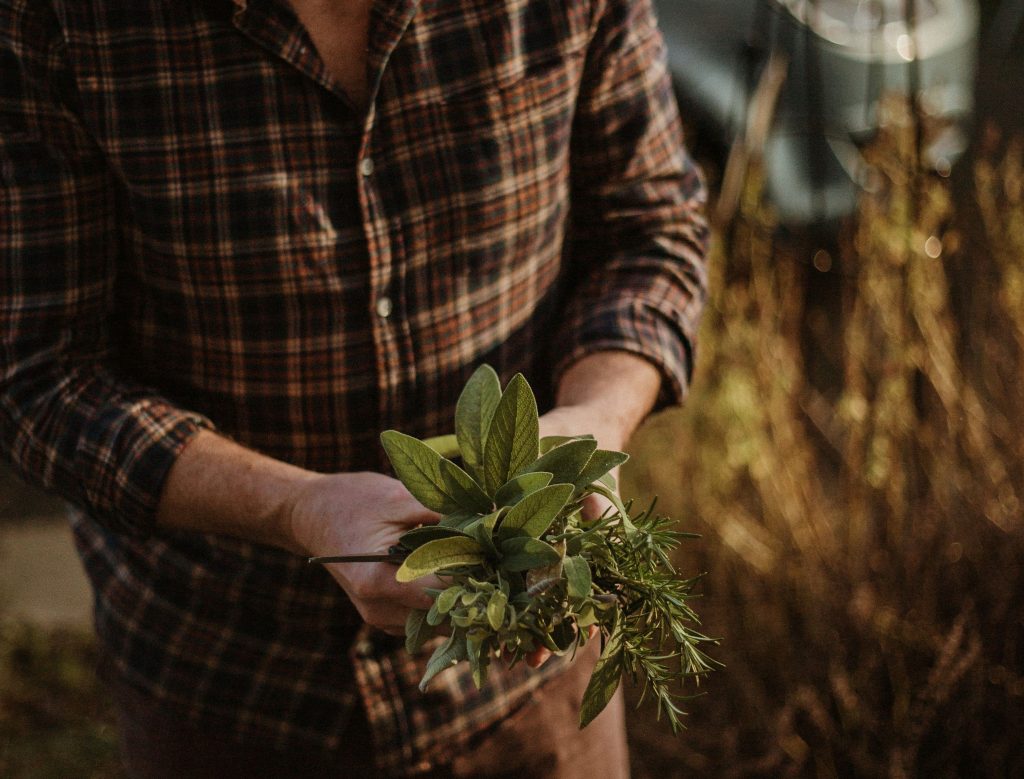 how to dry herbs and knowing when to pick them from your garden