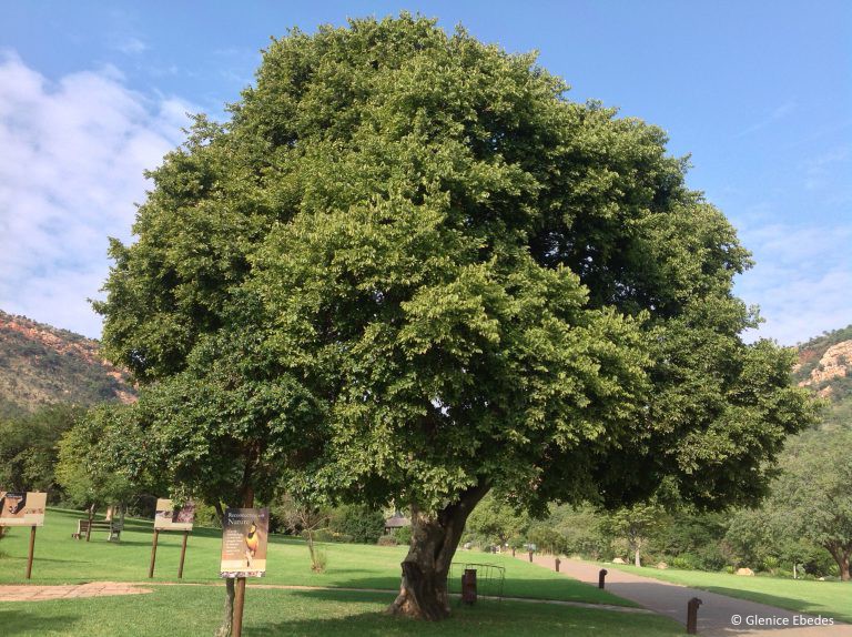 Celtis Africana White Stinkwood Tree in a park 