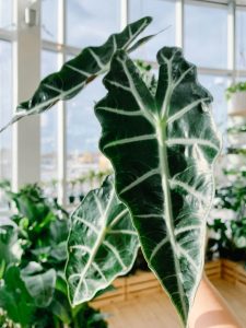 African Mask Plant (1)