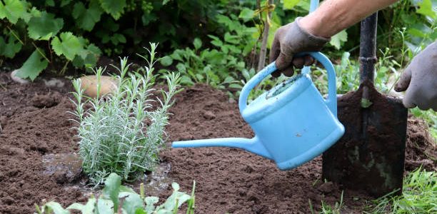Gardener watering a newly planted crop on healthy garden soil.