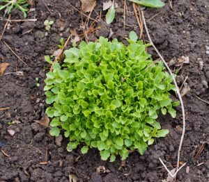 Green garden carpet of Baby's Tears miniature