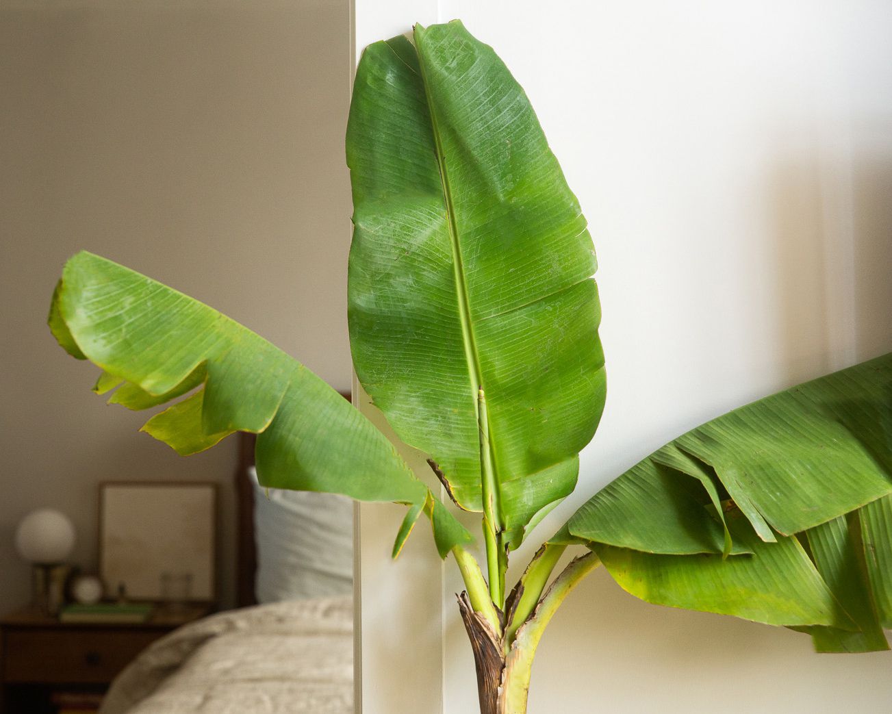 Banana tree plant