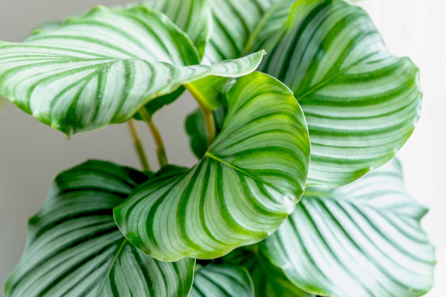 Calathea Orbifolia