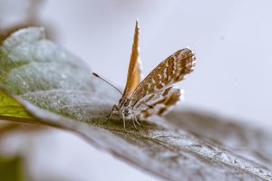 Dead Leaf Butterfly