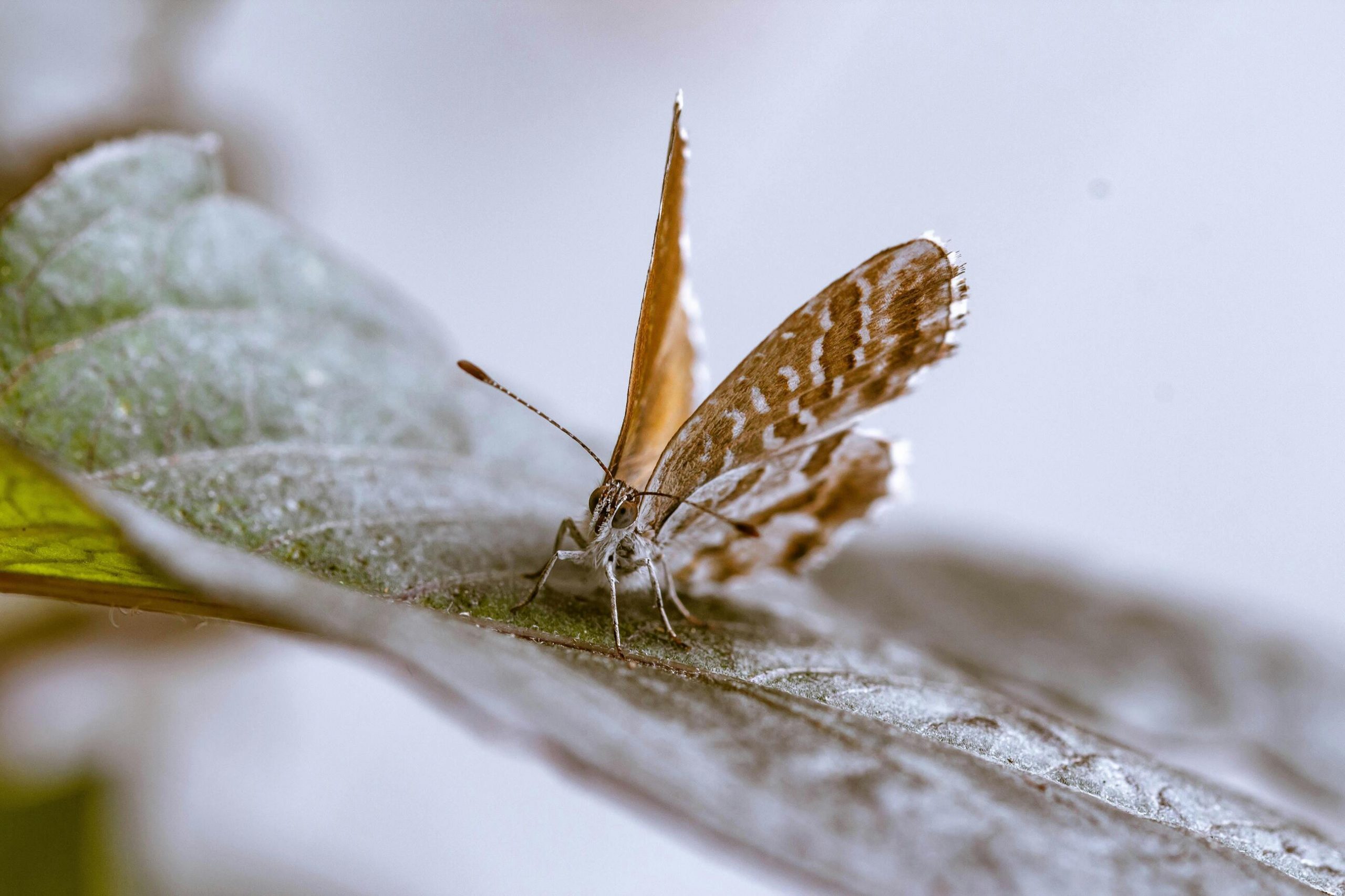 Dead Leaf Butterfly