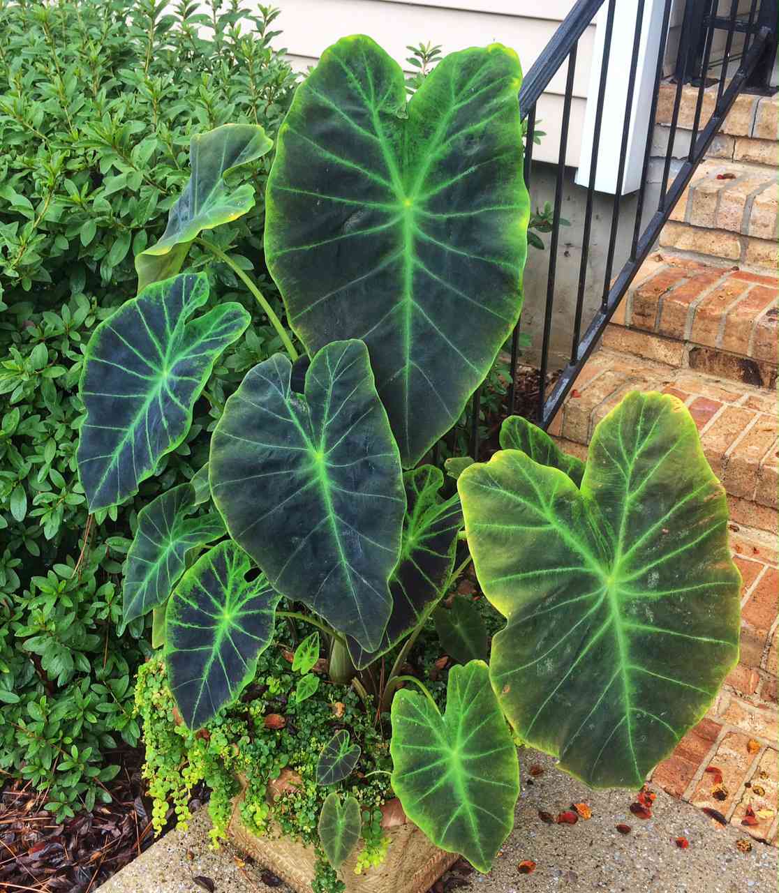 Elephant Ear Plant