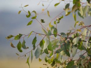 Eucalyptus tree in the countryside with leaves blooming on it
