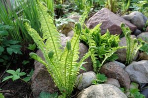 Beautiful lady ferns leaves green foliage
