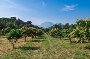 Mango field in the warm valley region of Asian