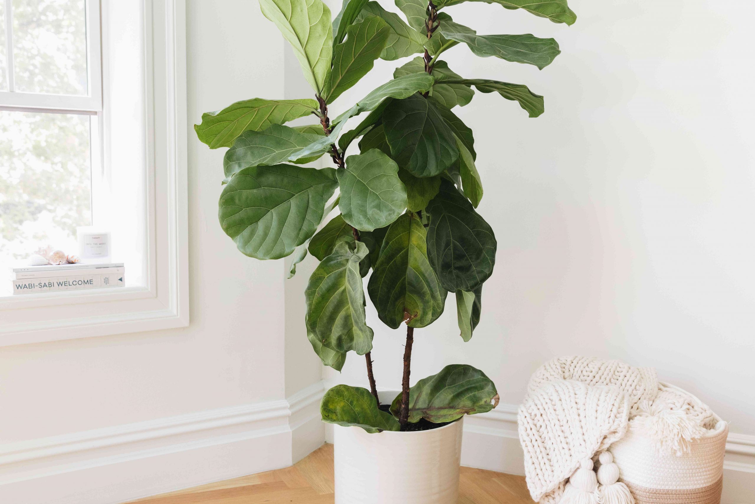 Fiddle Fig Tree