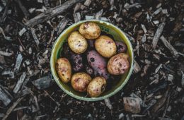 Growing potatoes in containers (1)