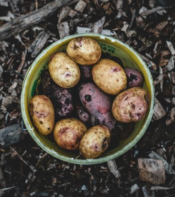 Growing potatoes in containers (1)