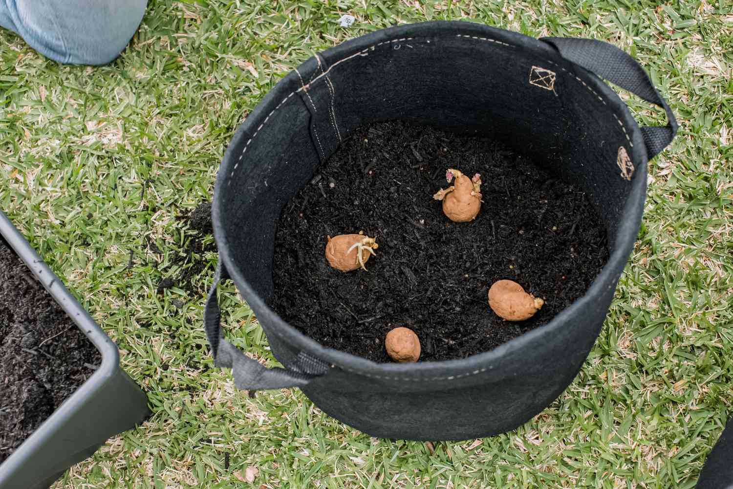 Growing potatoes in containers - The Spruce