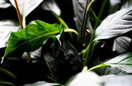 How to Care for Peace Lilies