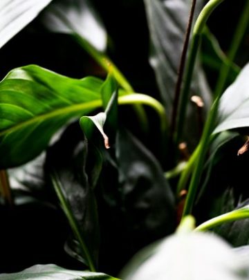 How to Care for Peace Lilies