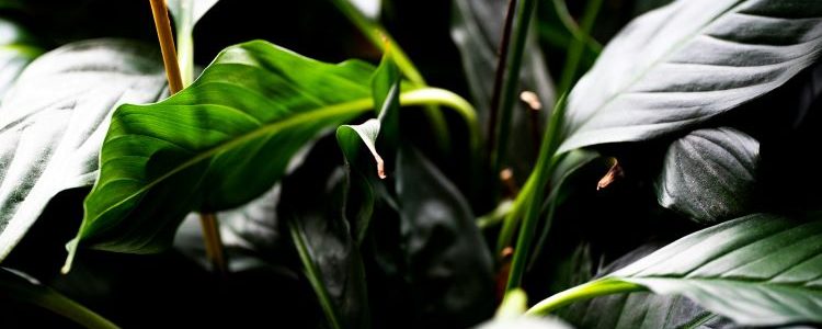 How to Care for Peace Lilies
