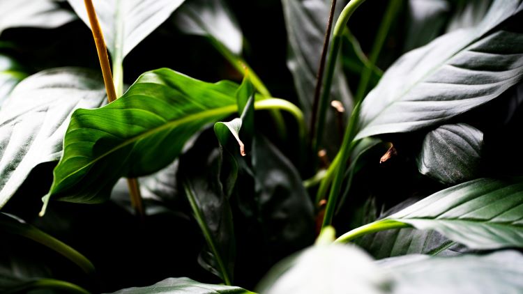 How to Care for Peace Lilies