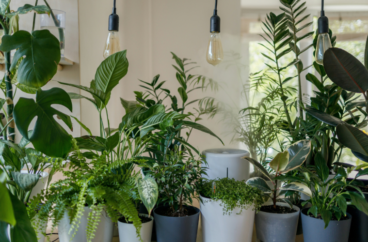 How to care for your houseplants more sustainably