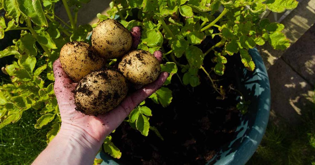 How to grow potatoes in containers - The Gardener's Path