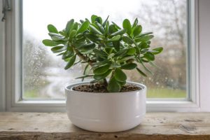 Jade tree 