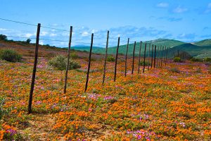 Floral blooms in the Namaqualand region