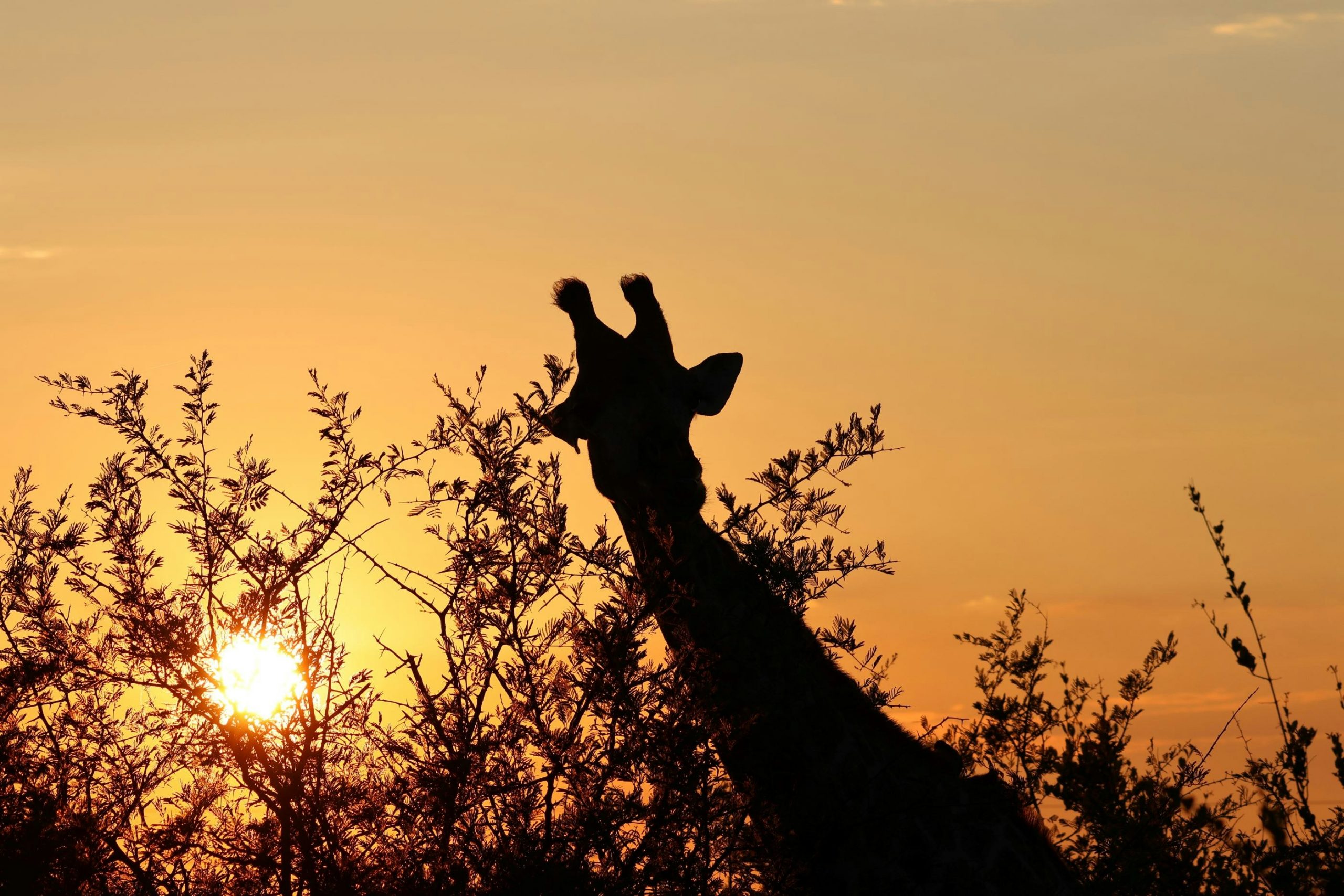 Madikwe Game Reserve