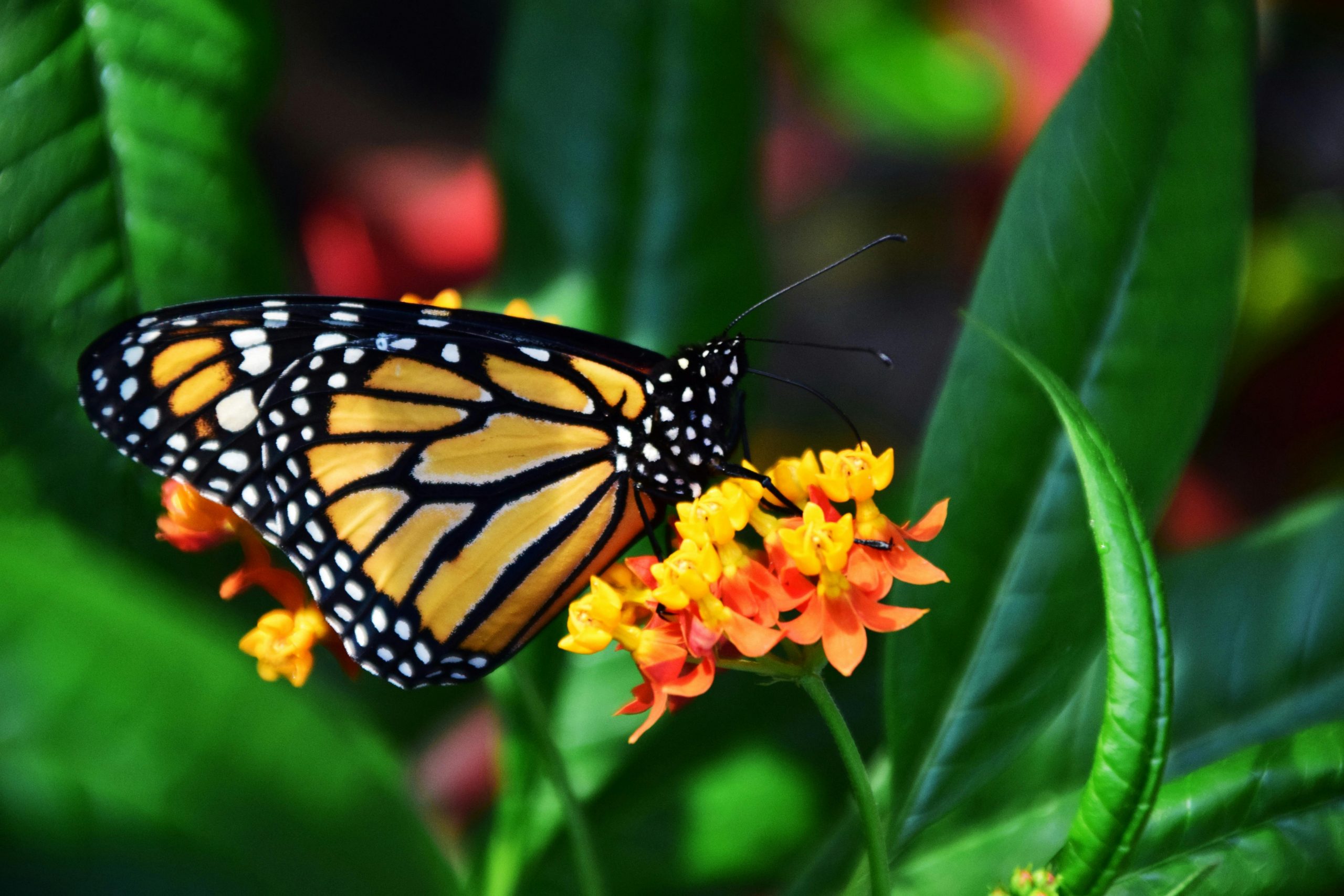 Monarch butterfly