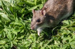Close-up shot of mice in a garden