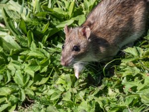 Close-up shot of mice in a garden