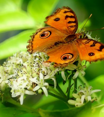 Peacock Pansy