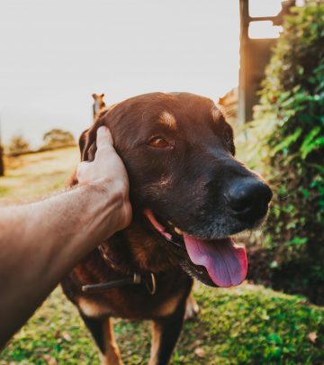 Pet friendly wine farms